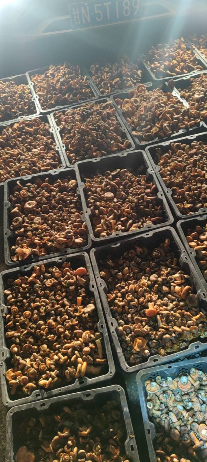 甘肃兰州盐泽松树菌产地一手货源量大从优欢迎来电