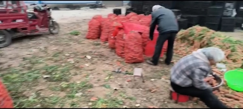 胡萝卜渣，加工厂货，养殖场用货，大量供应中，