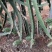 厄瓜多尔燕窝苗，燕窝苗，麒麟果，黄龙苗，以色列无刺黄