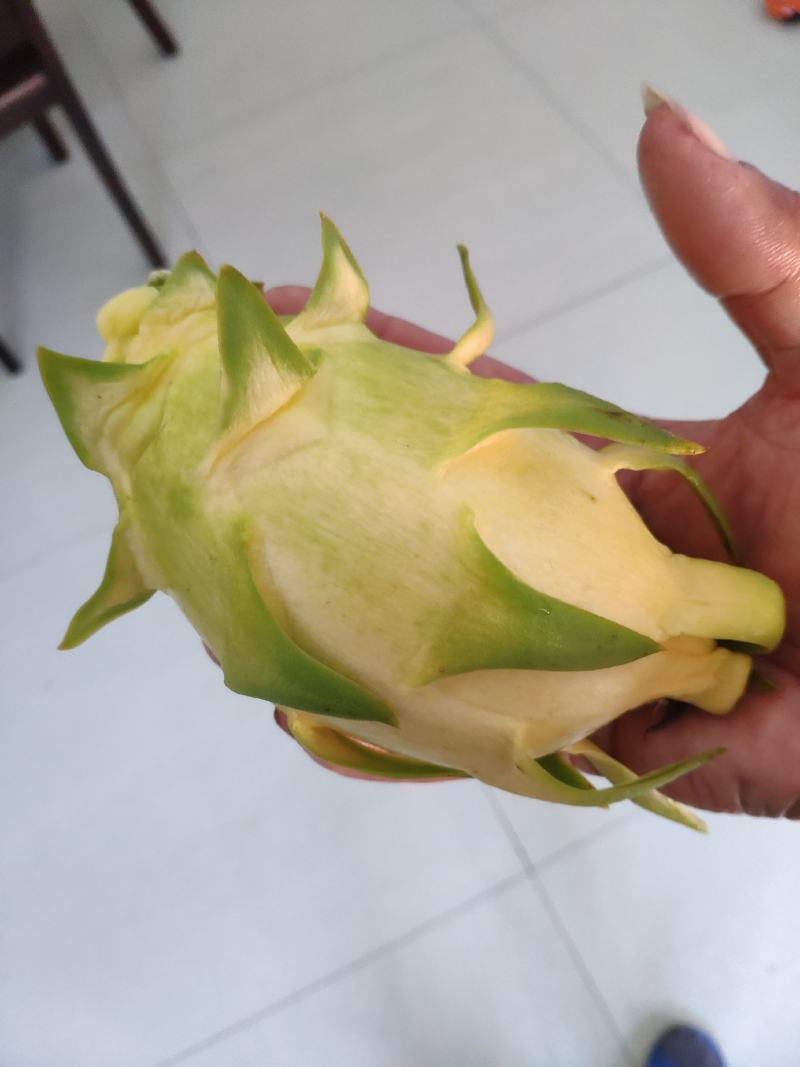 厄瓜多尔燕窝苗，燕窝苗，麒麟果，黄龙苗，以色列无刺黄
