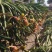 厄瓜多尔燕窝苗，燕窝苗，麒麟果，黄龙苗，以色列无刺黄