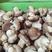 【香菇】鲜香菇产地发货优质鲜花菇批发可视频看货！