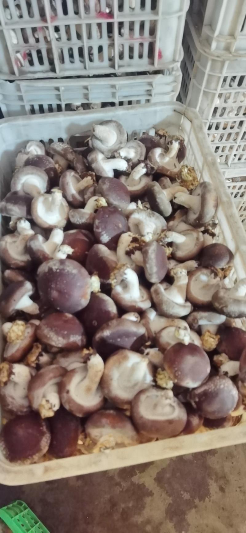 【香菇】鲜香菇产地发货优质鲜花菇批发可视频看货！