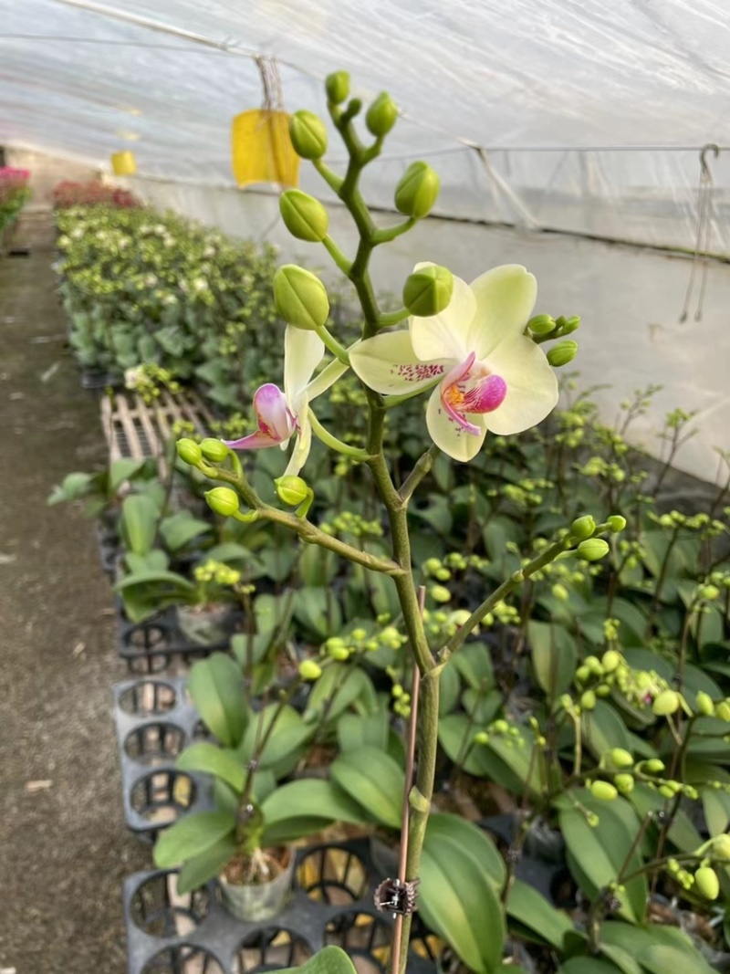 蝴蝶兰多品种四季开花带花剑室内盆栽