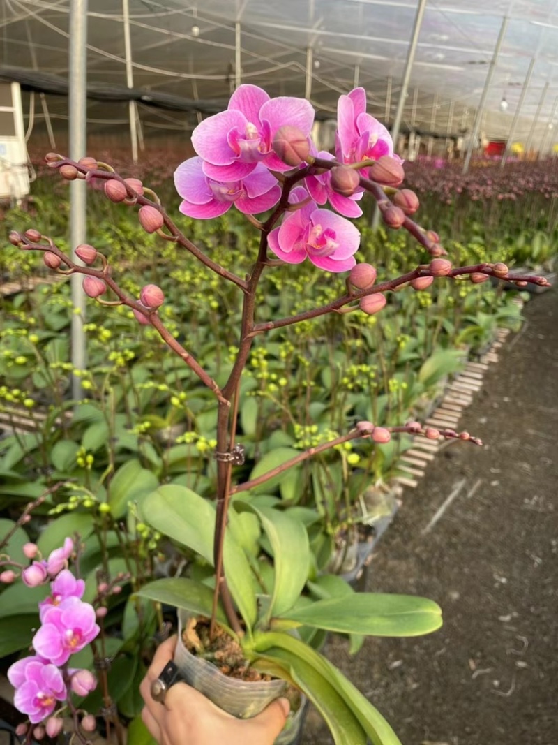 蝴蝶兰多品种四季开花带花剑室内盆栽
