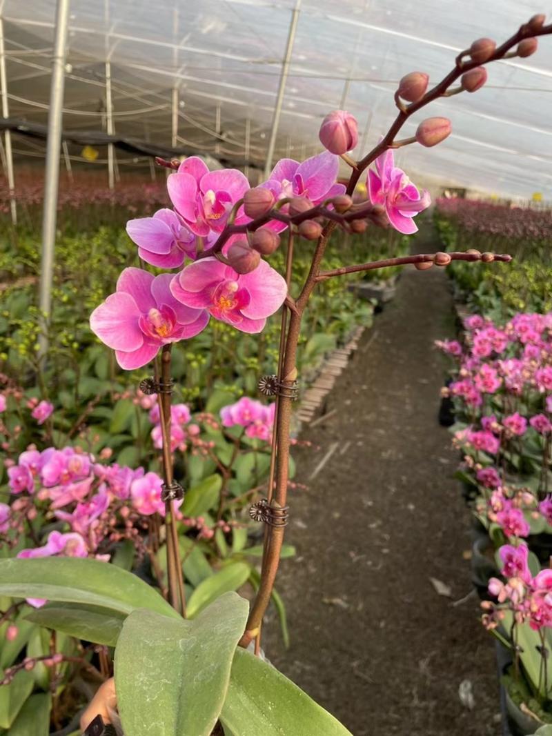蝴蝶兰多品种四季开花带花剑室内盆栽