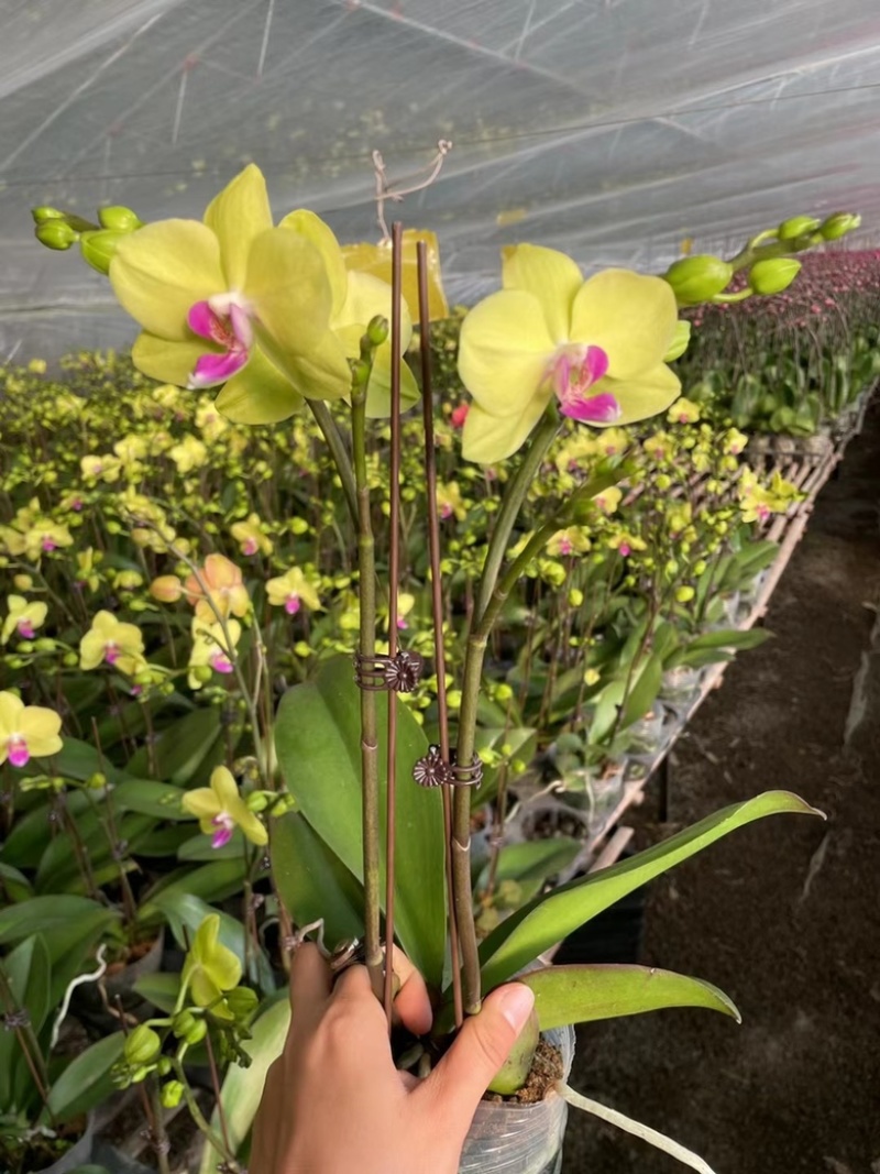 蝴蝶兰多品种四季开花带花剑室内盆栽