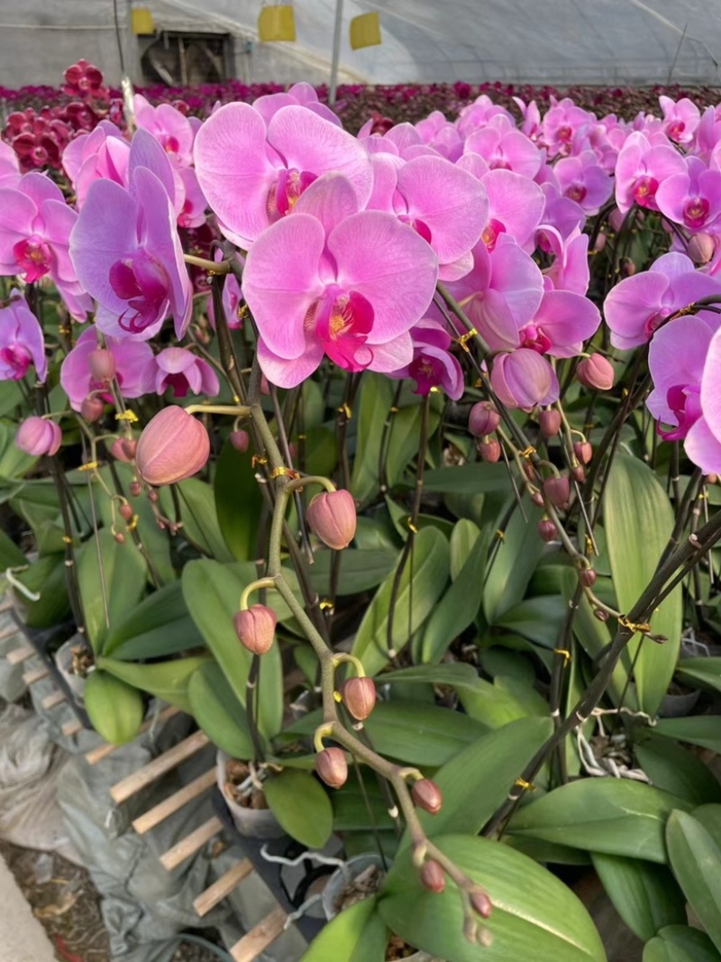 蝴蝶兰多品种四季开花带花剑室内盆栽