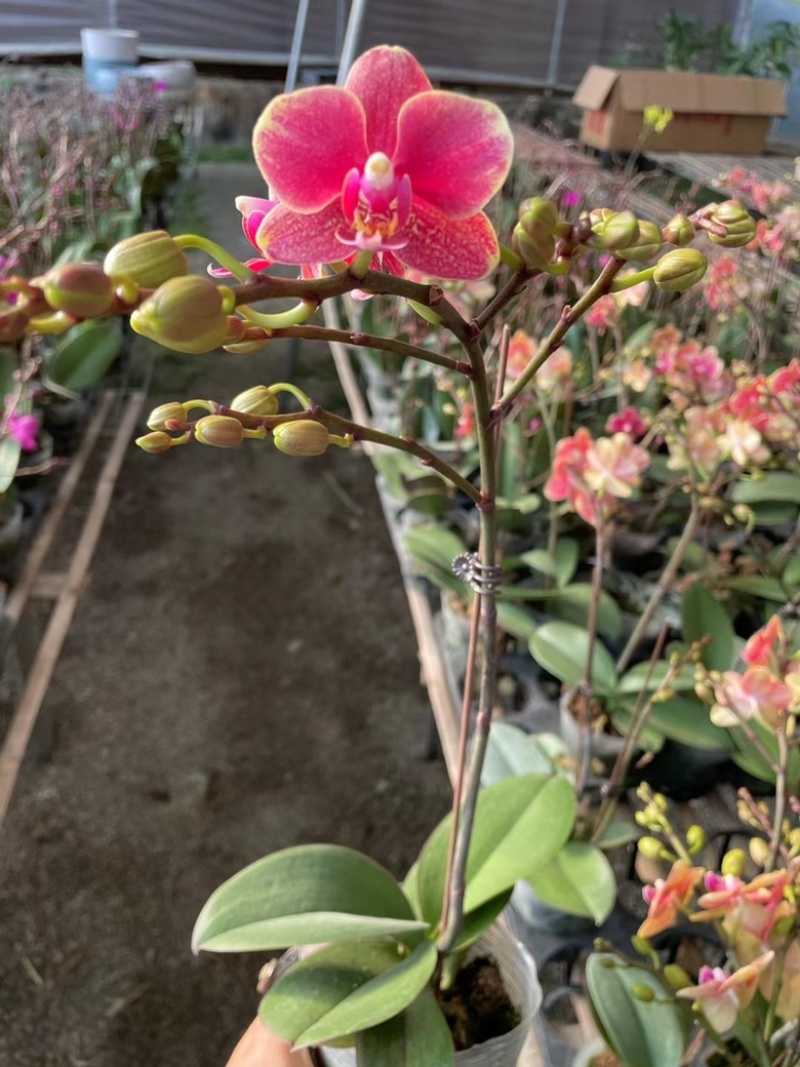 蝴蝶兰多品种四季开花带花剑室内盆栽