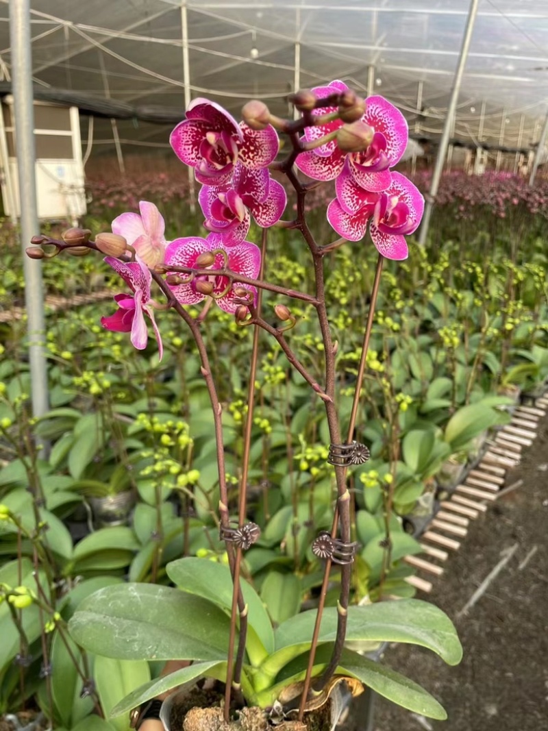 蝴蝶兰多品种四季开花带花剑室内盆栽