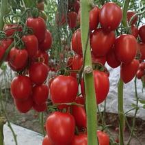 红罗曼串收口感西红柿一点不酸一手货源对接全国客商