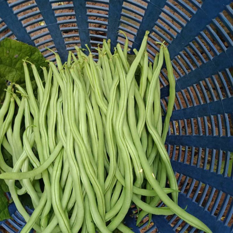 本地精品豆王大量上市