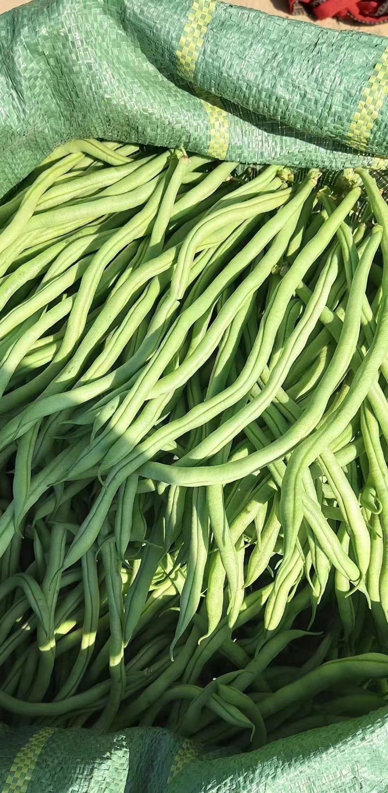 本地精品豆王大量上市