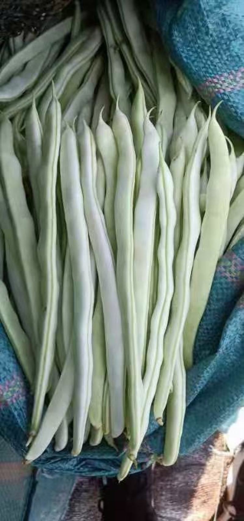 本地精品豆王大量上市