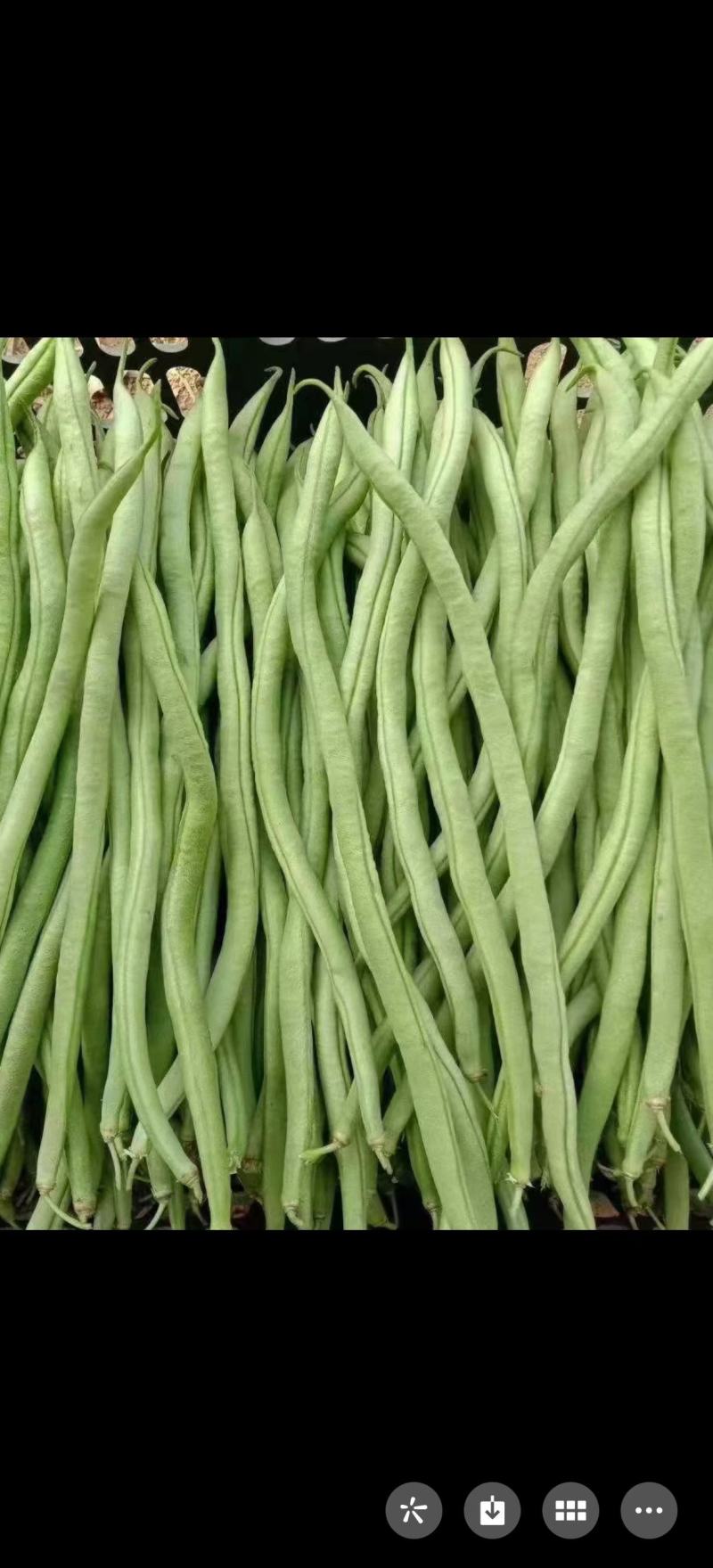 本地精品豆王大量上市