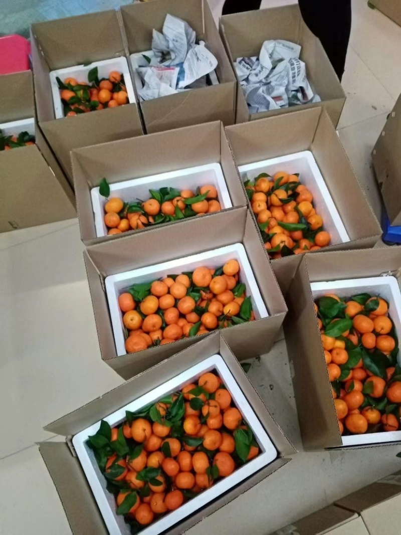 广东沙糖桔高端品种，口味鲜甜，全国包邮欢迎下单