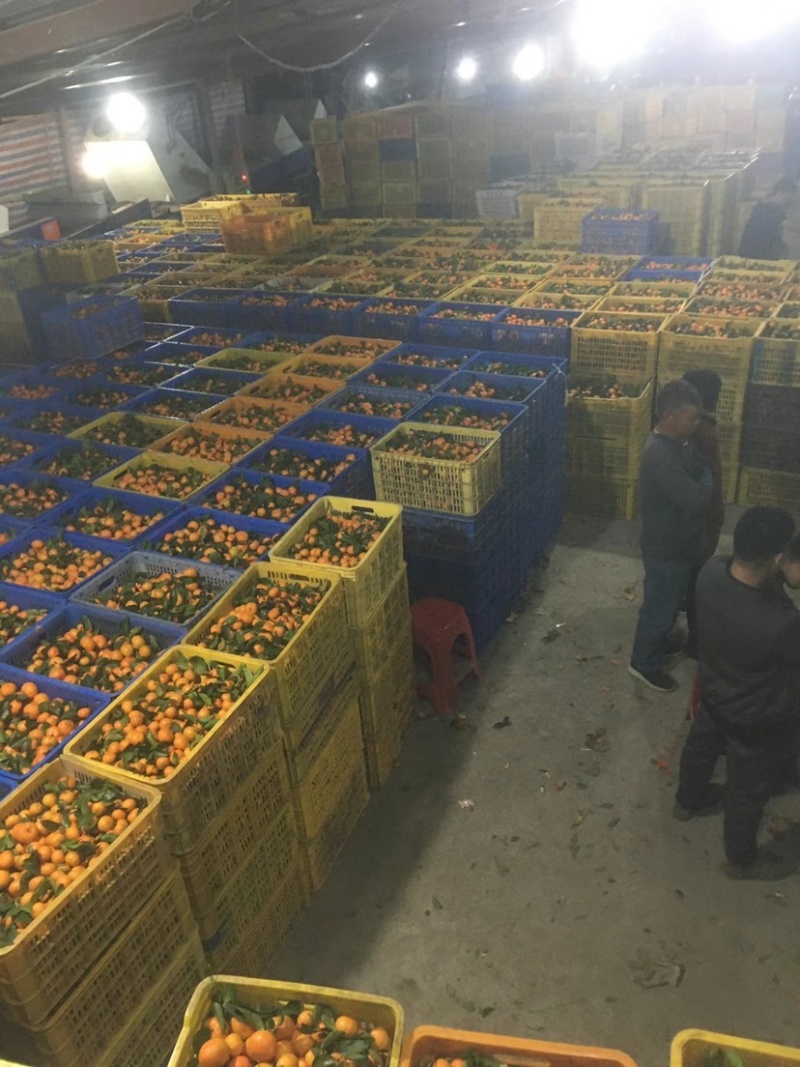 广东沙糖桔高端品种，口味鲜甜，全国包邮欢迎下单