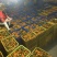 广东沙糖桔高端品种，口味鲜甜，全国包邮欢迎下单