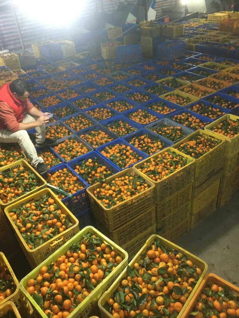广东沙糖桔高端品种，口味鲜甜，全国包邮欢迎下单