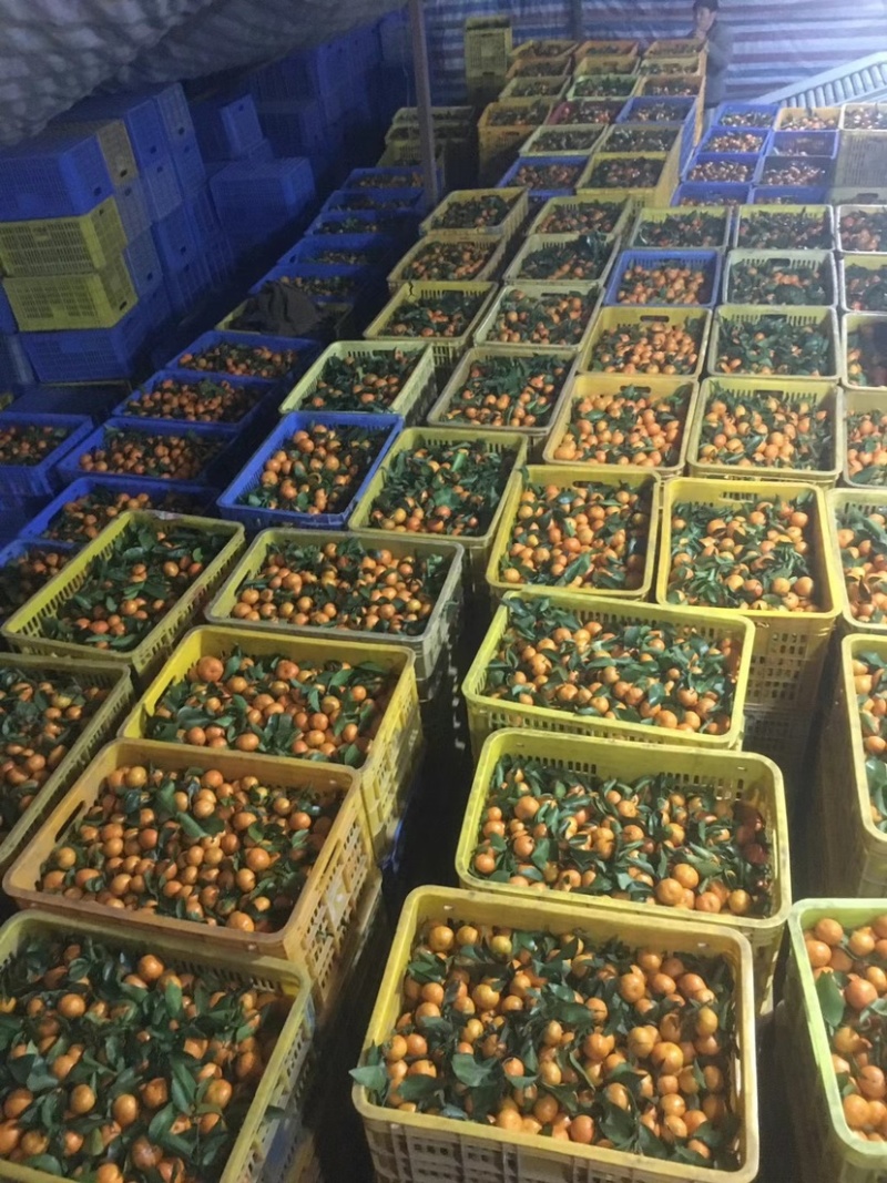 广东沙糖桔高端品种，口味鲜甜，全国包邮欢迎下单