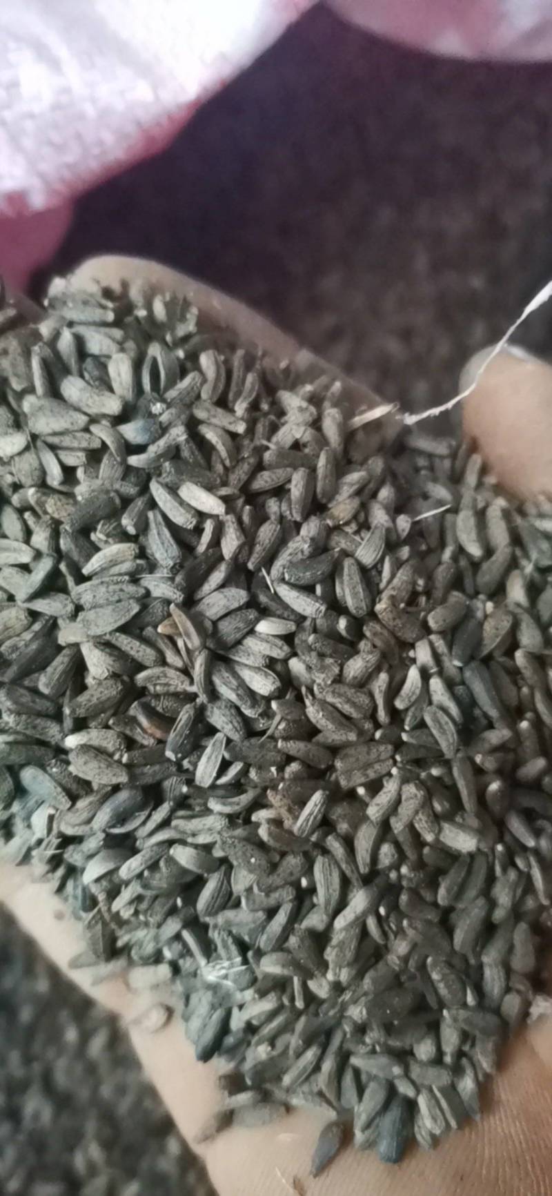 牛子，牛蒡子，大力子，非人工种植，只有50公斤左右