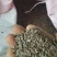 牛子，牛蒡子，大力子，非人工种植，只有50公斤左右