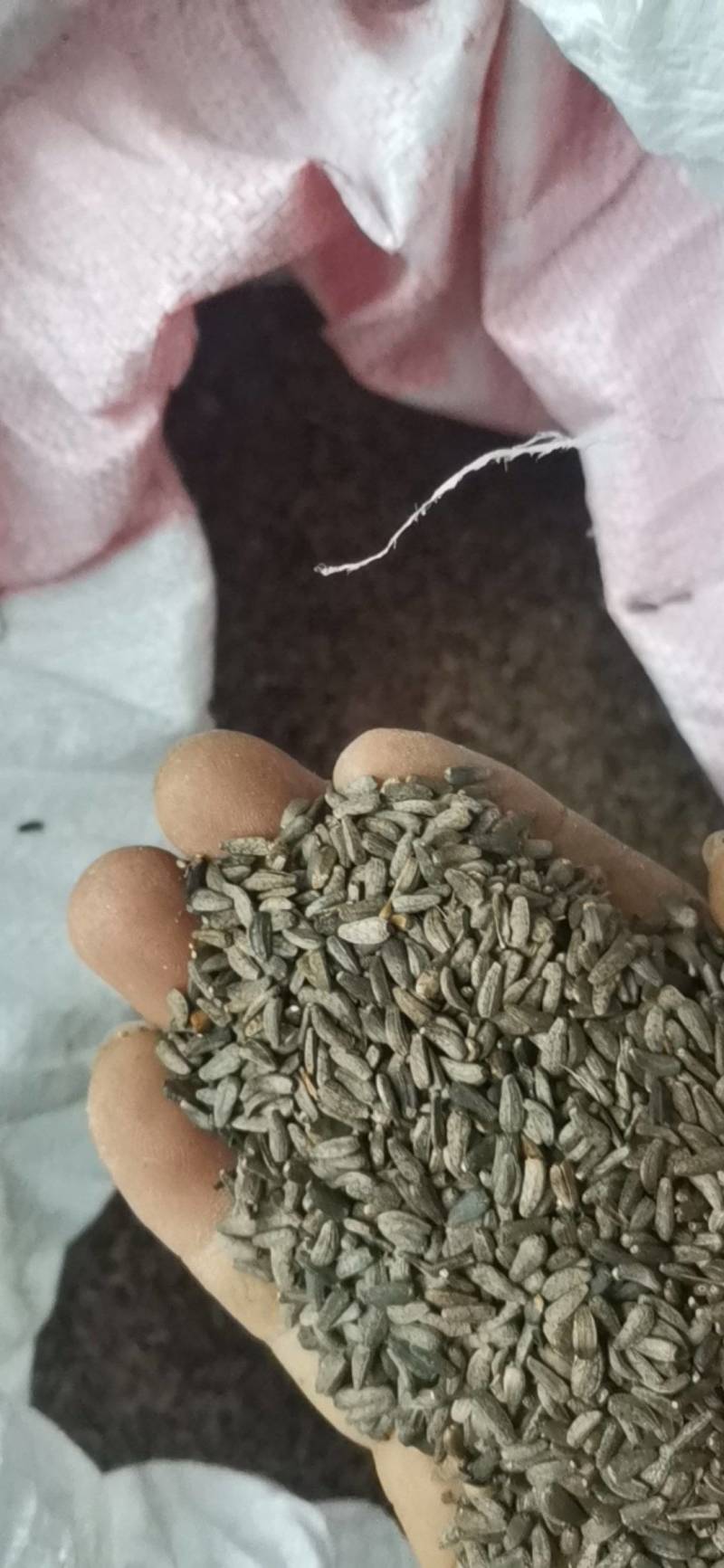 牛子，牛蒡子，大力子，非人工种植，只有50公斤左右