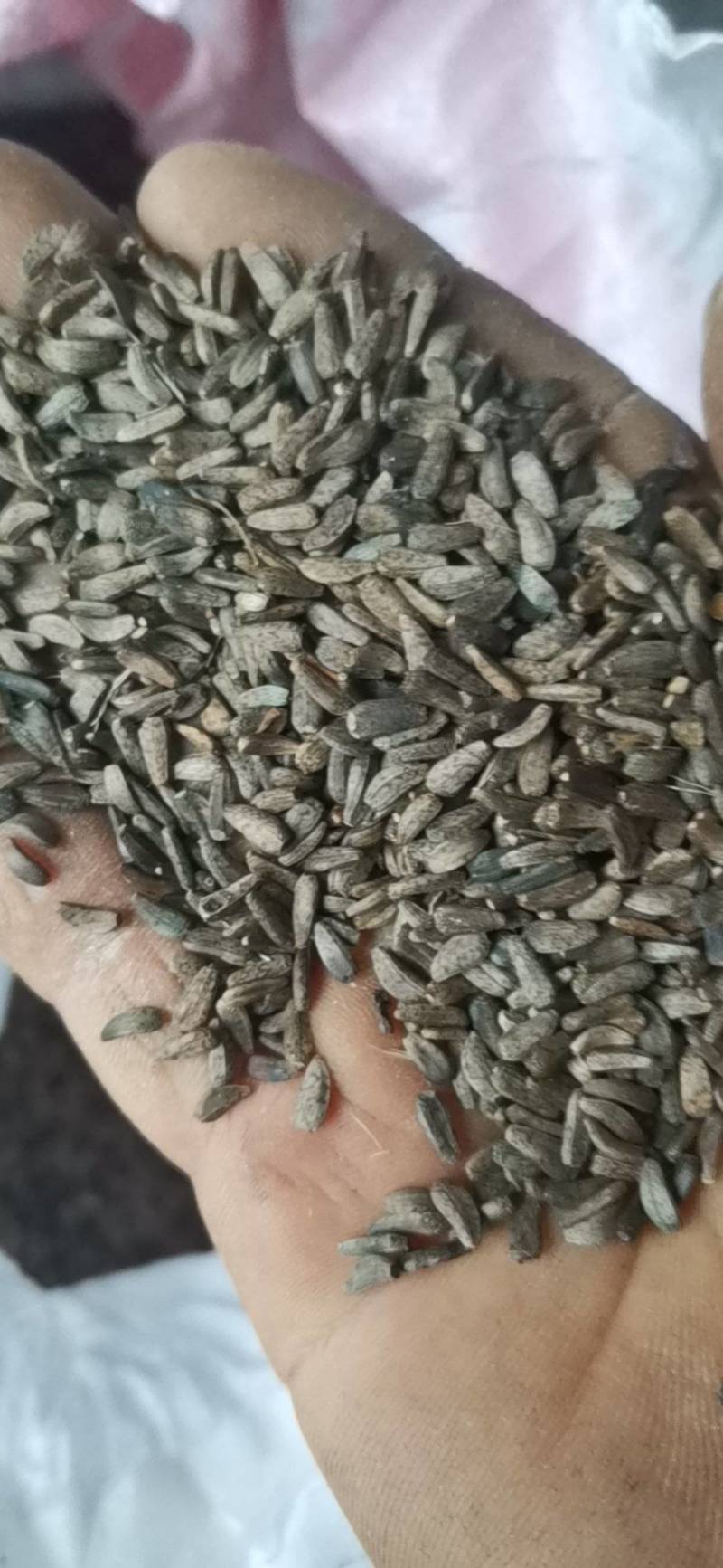 牛子，牛蒡子，大力子，非人工种植，只有50公斤左右