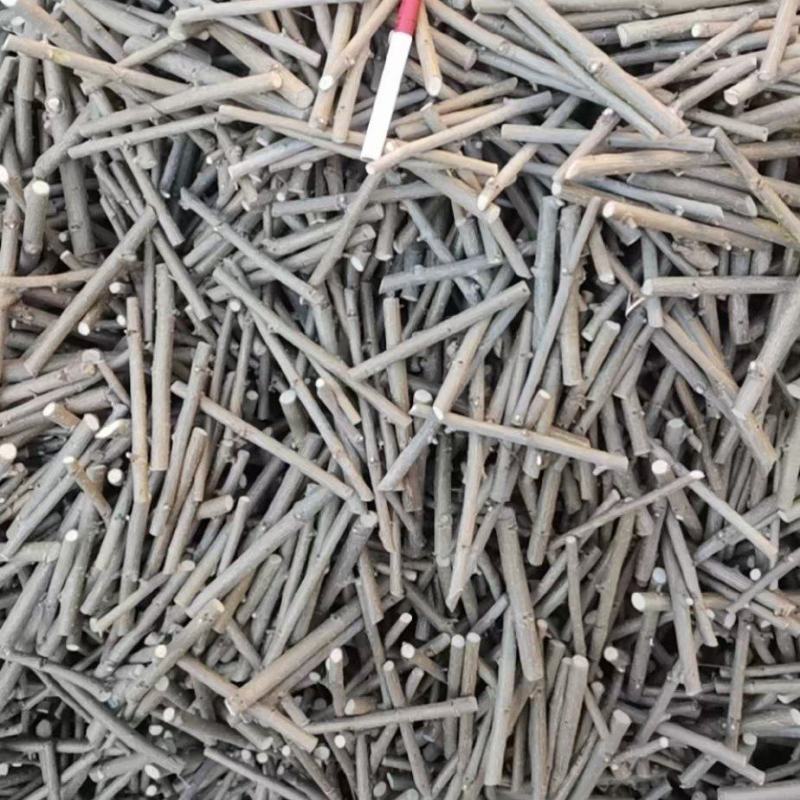 金叶榆接穗