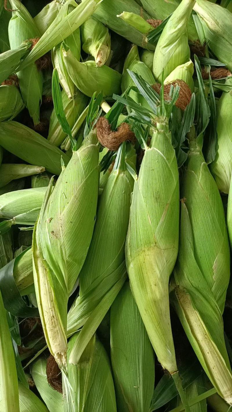 广东水果玉米工厂货电商社区团购市场二级果