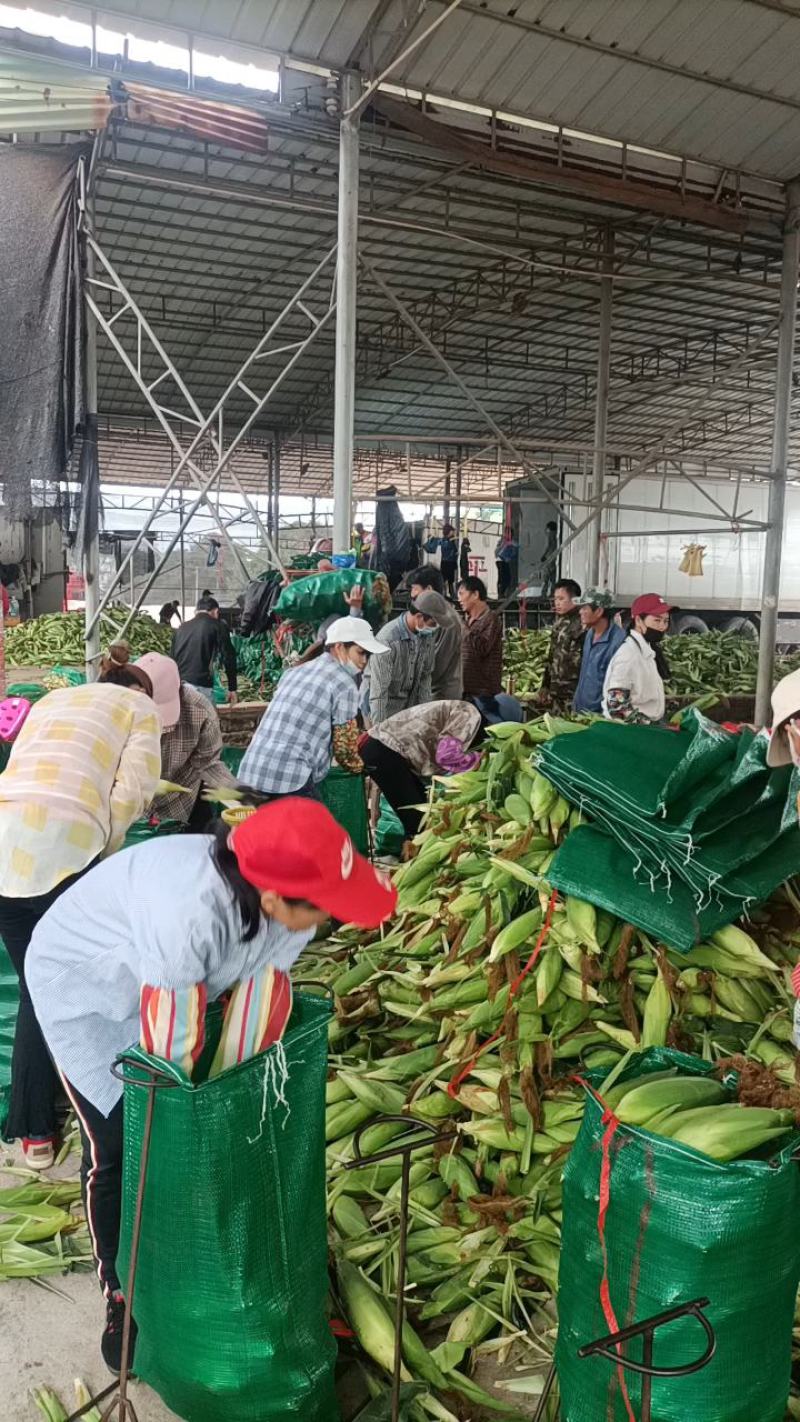 广东水果玉米工厂货电商社区团购市场二级果