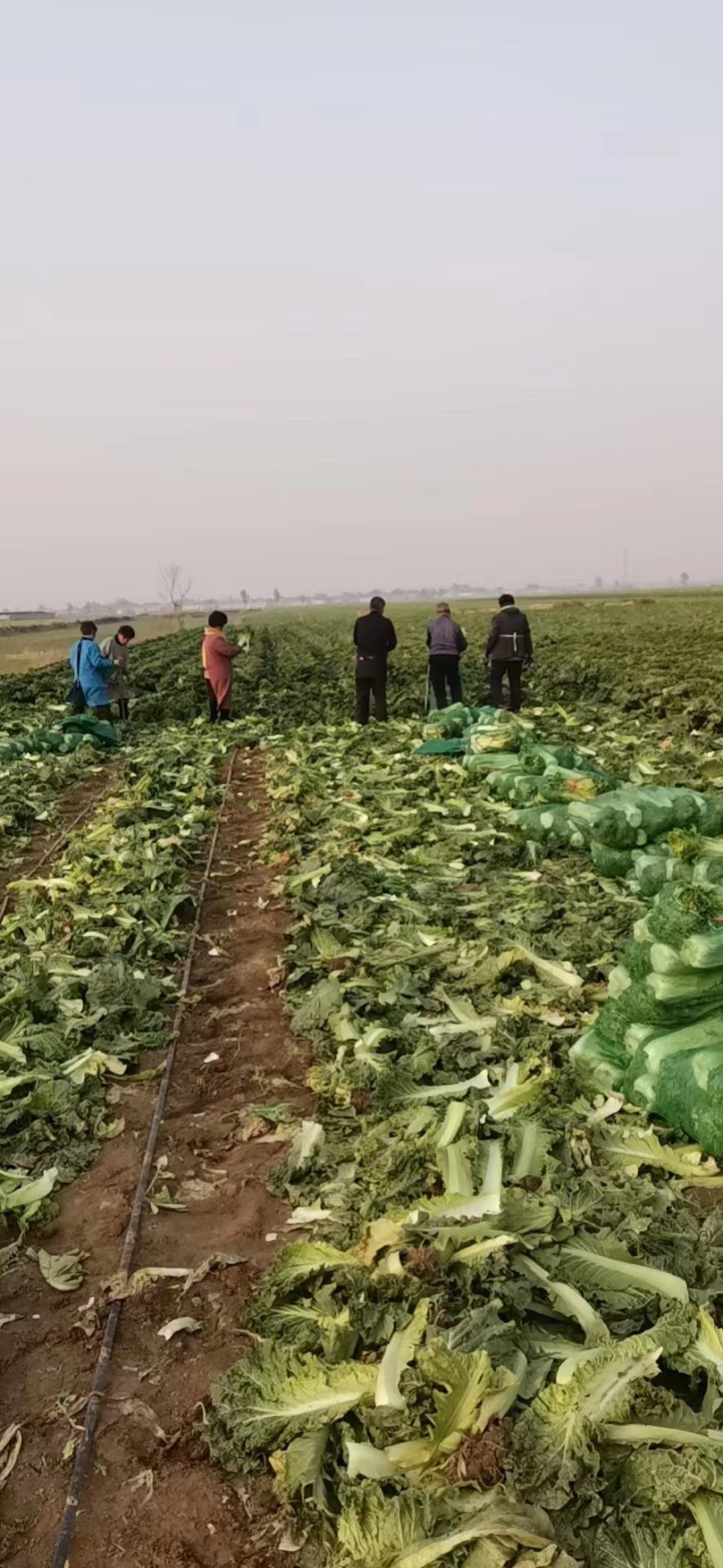 本地大白菜北京三号石家庄赵县效果供应