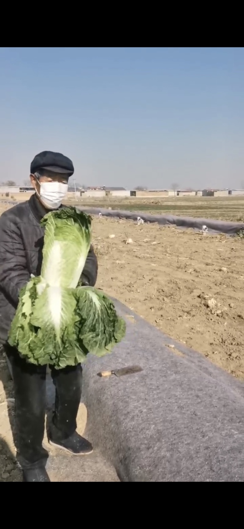 本地大白菜北京三号石家庄赵县效果供应