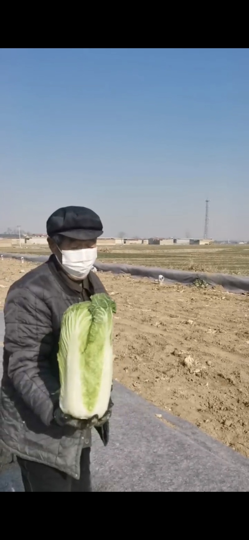 本地大白菜北京三号石家庄赵县效果供应