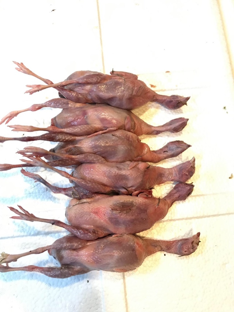 新鲜鹌鹑，保鲜鹌鹑现杀保鲜质量保证欢迎来电！