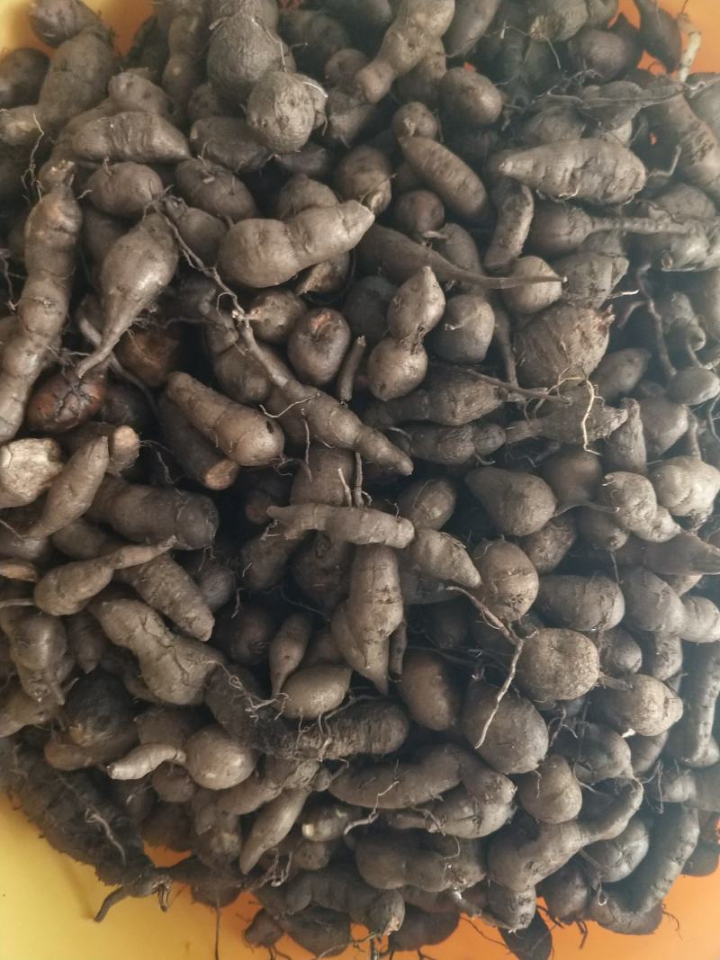 三叶青新鲜货