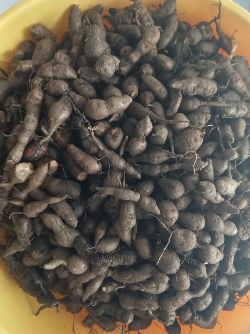 三叶青新鲜货