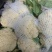 精品库存松花菜无黑点，需要的老板一亩田联系