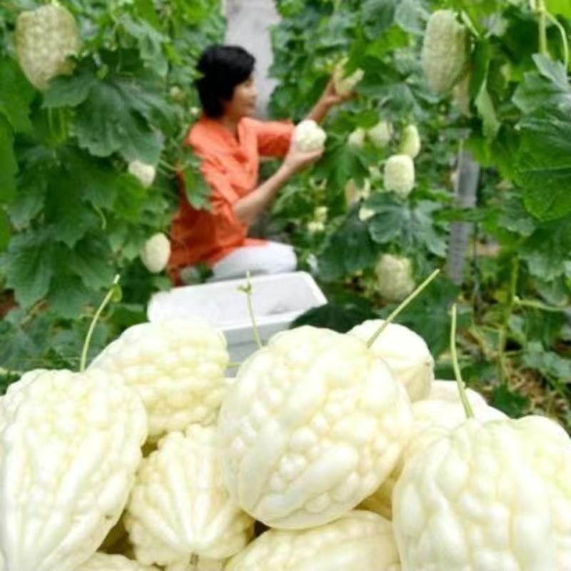 玉凤苹果苦瓜种子农家庭院阳台种植蔬菜种子