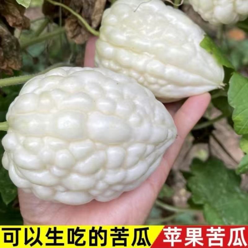 玉凤苹果苦瓜种子农家庭院阳台种植蔬菜种子