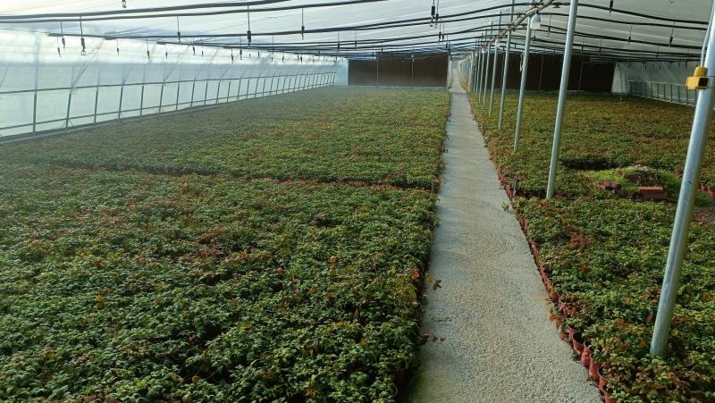 火焰南天竹盆栽100万盆，规格多样，基地现货常年批发