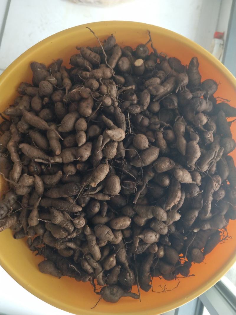 三叶青新鲜货产地直发大量现货可批发可零售欢迎选购