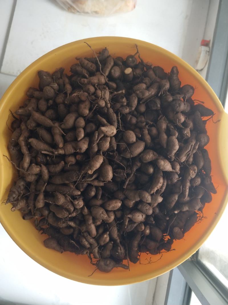 三叶青新鲜货产地直发大量现货可批发可零售欢迎选购