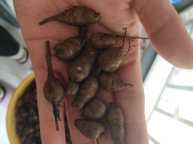 三叶青新鲜货产地直发大量现货可批发可零售欢迎选购