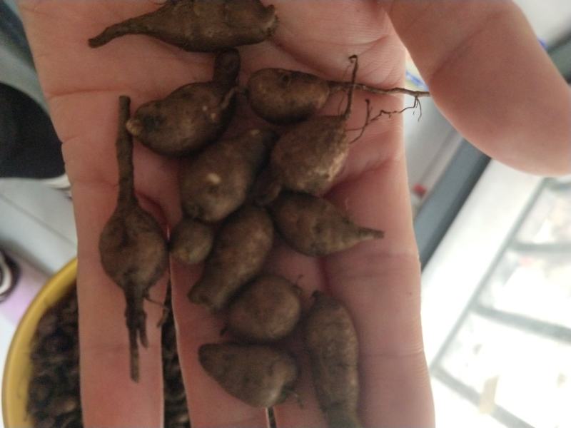 三叶青新鲜货产地直发大量现货可批发可零售欢迎选购