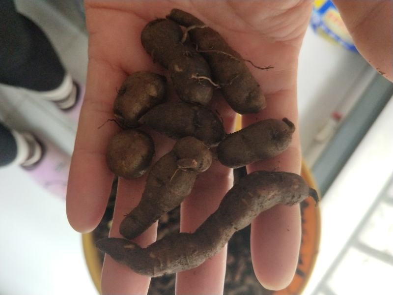 三叶青新鲜货