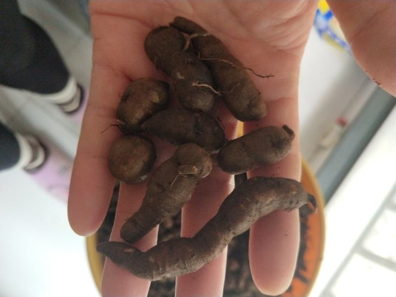 三叶青新鲜货