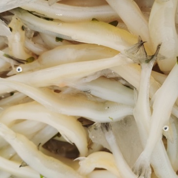 银鱼