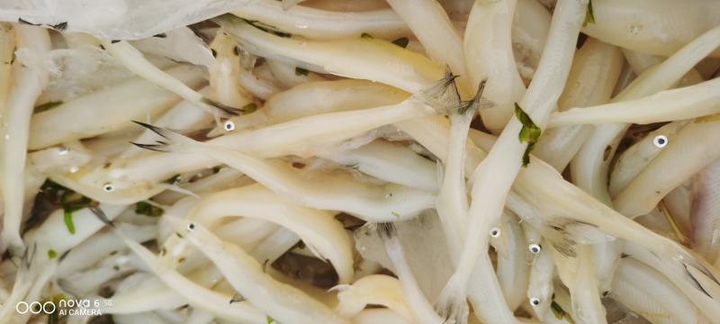 银鱼