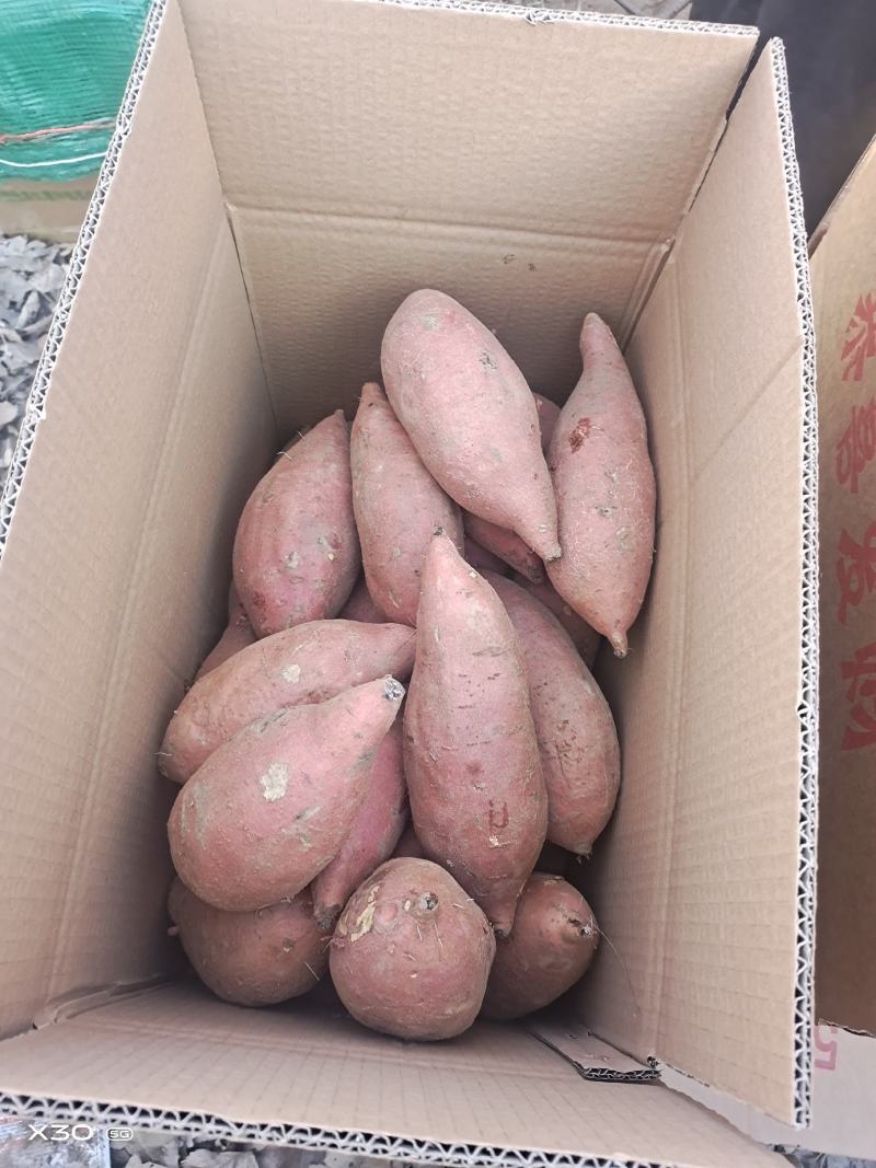 大量供应龙薯九中高低档红薯，另有烟薯25西瓜红等等